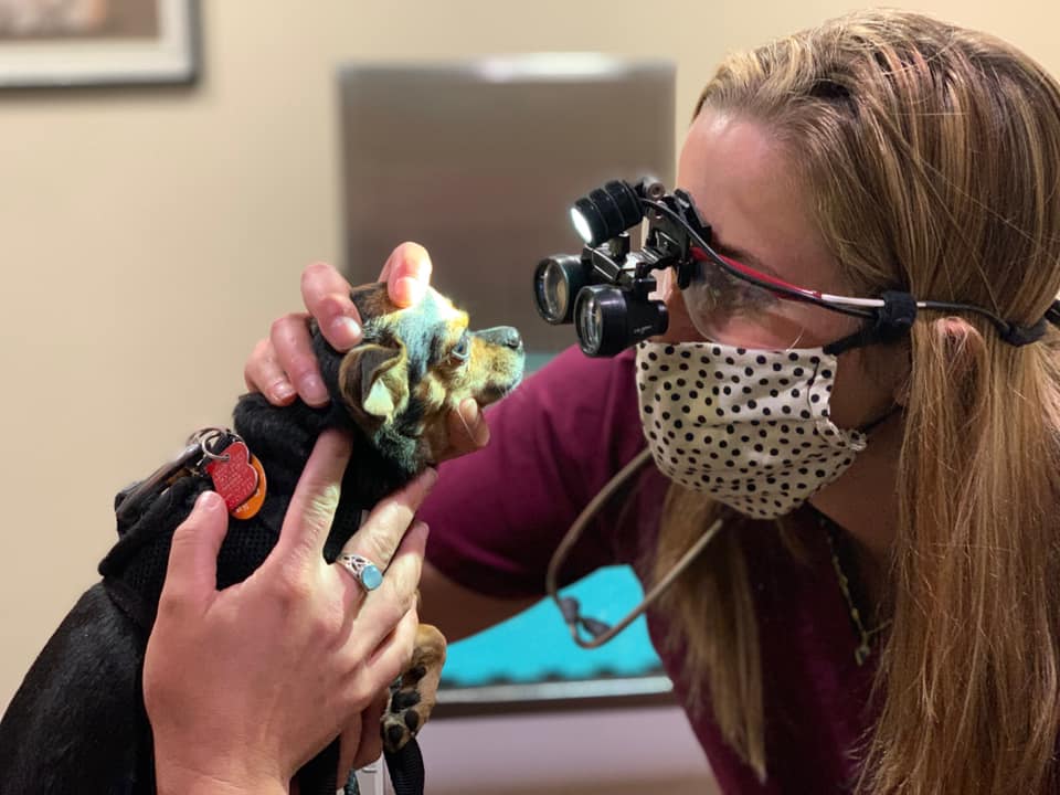 About Us Baker's Bridge Veterinary Clinic Durango, CO